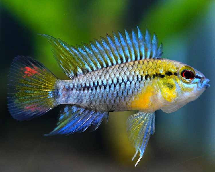 Apistogramma Hoignei ~ 3-4cm